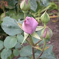 Spring birth